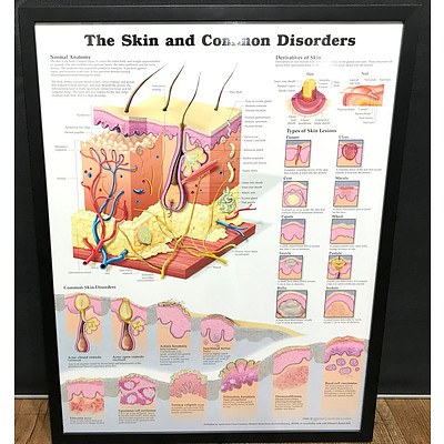 The Skin and Common Disorders Chart