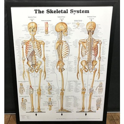 The Skeletal System Chart