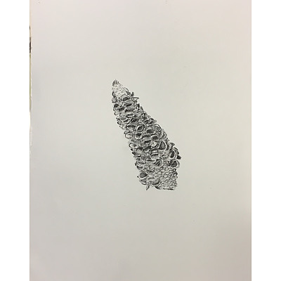 Drawing: "Banksia cone" by Michelle England