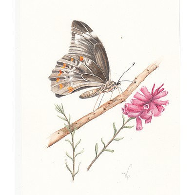 Painting: "Native butterfly watercolour" by Vivien Pinder