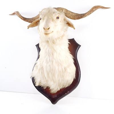 Mounted Taxidermy Goat Head