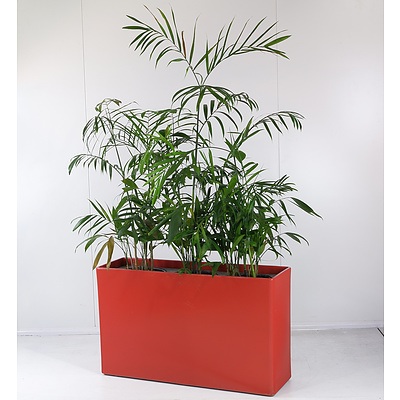 Red Three-Pot Plant Holder with Three Bamboo Palm Indoor Pot Plants