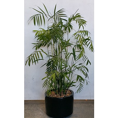 Bamboo Palm Indoor Plant