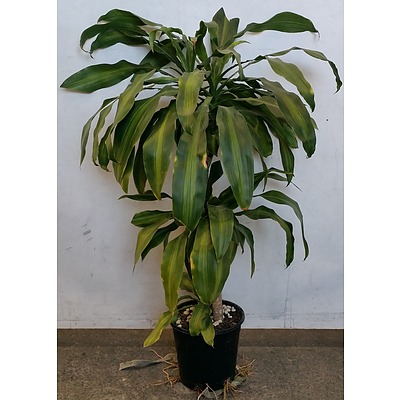 Massangeana Happy Plant Indoor Plant