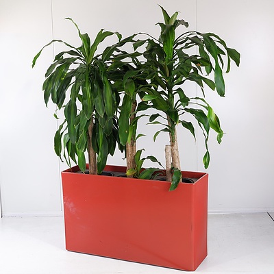 Red Three-Pot Plant Holder with Three ‘Massangeana’ Happy Plant Indoor Pot Plants