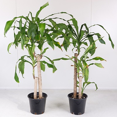 Two 'Massangeana Happy Plants' Indoor Pot Plants