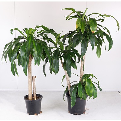Two 'Massangeana Happy Plants' Indoor Pot Plants