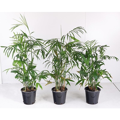 Three Bamboo Palm Indoor Pot Plants