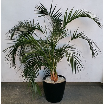 Kentia Palm Indoor Plant
