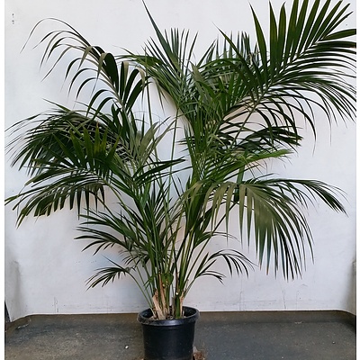 Kentia Palm Indoor Plant
