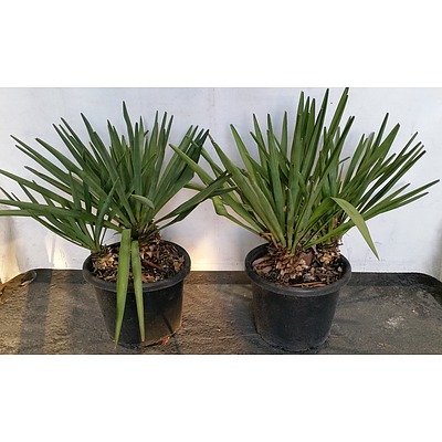 Yucca Plants - Lot of Two