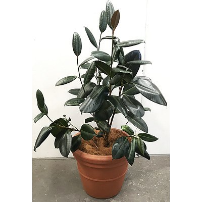 Ficus Elastica - Rubber Plant in Pot