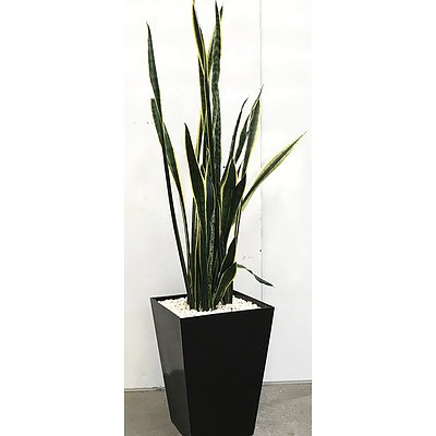 Sansevieria Trifasciata - Mother-in-Law's in Sub-Irrigation Pot