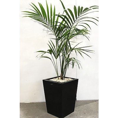 Howea Forsteriana - Kentia Palm in Sub-Irrigation Pot