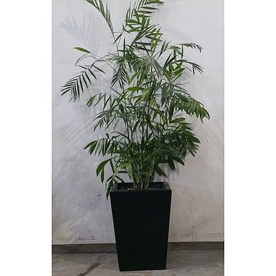Chamaedorea Seifrizii (Bamboo Palm) in large Gloss Black Sub-Irrigation Fiberglass Pot.
