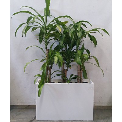 dracaena massangeana (Happy Plant) Lot Of 3 In White Rectangular Pot.