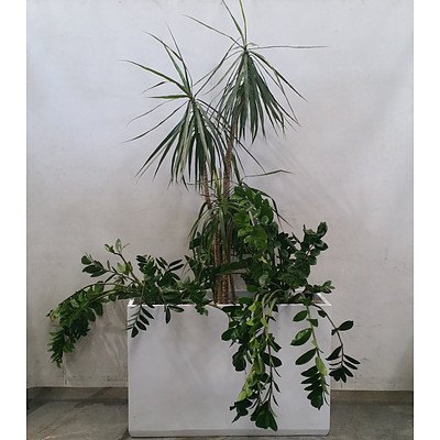zamioculcas (zanzibar gem) & dracena marginata (Dragon Tree) In Large White Rectangular Pot