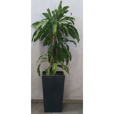 dracaena massangeana (Happy Plant) In Grey Fiber Pot.