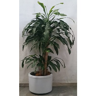dracaena massangeana (Happy Plant) In White Plastic Pot.