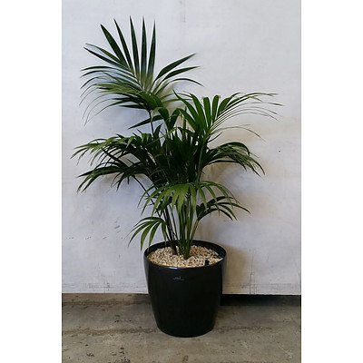 Chamaedorea Elegans - Parlour Palm in Sub-Irrigation Pot