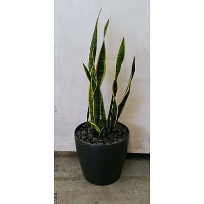 Sansevieria Species - "Mother-In-Law's-Tounge" in Sub-Irrigation Pot