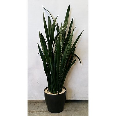 Sansevieria Species - "Mother-In-Law's-Tounge" in Sub-Irrigation Pot