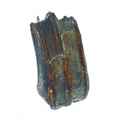Petrified Tooth Found at Andamooka
