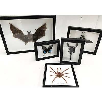 Five Encased Insects and Bat