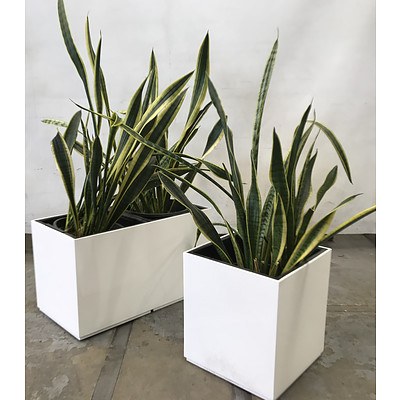 6 Pots in 4 Planter Boxes of Sansevieria 'Mother in Law's Tongue'