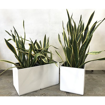 6 Pots in 4 Planter Boxes of Sansevieria 'Mother in Law's Tongue'