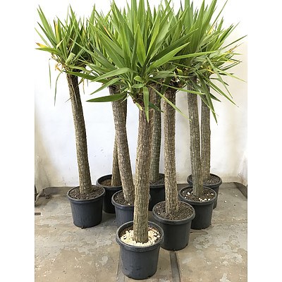 8 Pots of Yucca Elephantipes 'Yucca Gigantea'