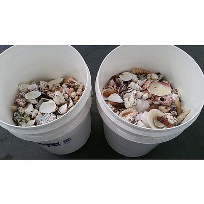 Large Lot of Assorted Beach Shells