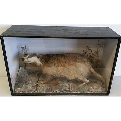 Vintage Taxidermied Badger in Glass Fronted Case