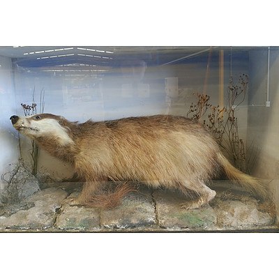 Vintage Taxidermied Badger in Glass Fronted Case