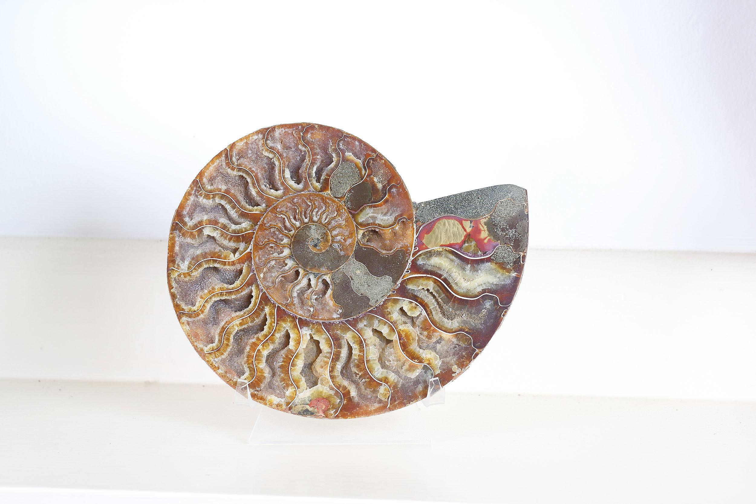 'Large Ammonite Fossil'