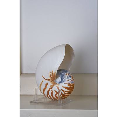 Tiger Nautilus Shell