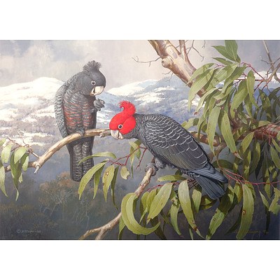 William T Cooper (1934- 2015) Gang Gang Cockatoos, Giclee Print, Limited Edition 18/50, Unframed