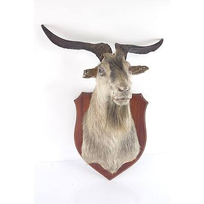 Mounted Taxidermy Goat Head