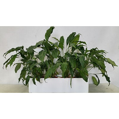 Indoor Desk/Benchtop Planter Box With Four Spathiphyllum Sensation Plants(Peace Lily)
