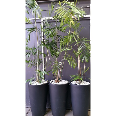 Three Indoor Bamboo Palms With Self Watering Pots