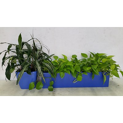 Indoor Desk/Benchtop Planter Box With Four Neon Pothos Plants and Pot With Dracaena Deremensis Plants