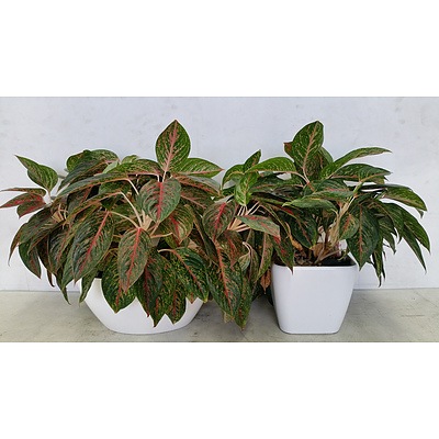 Two Pink Veined Aglaonema Plants With Desk/Benchtop Pots