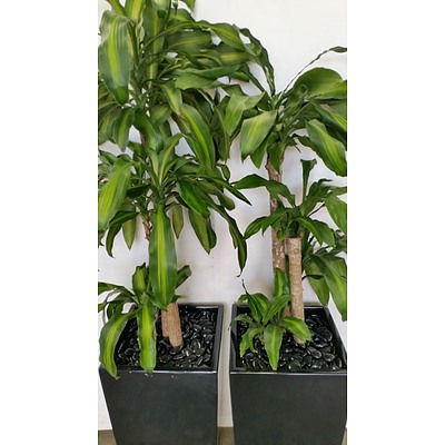 Two Dracaena Fragrans Massangeana(Happy Plants) With Tapered Pots