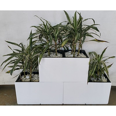 Three Indoor Planter Boxes With Four Dracaena Deremensis-Warneckeii Plants