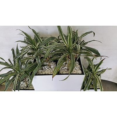 Three Indoor Planter Boxes With Four Dracaena Deremensis-Warneckeii Plants