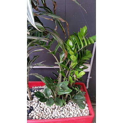 Indoor Planter Box With Dracaena and Zamza Plants