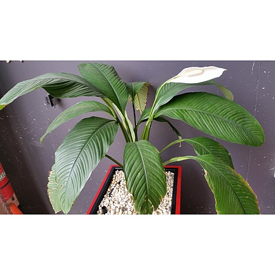 Indoor Planter Box With Spathiphyllum Sensation(Peace Lily)