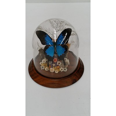 Butterfly Plastic Dome