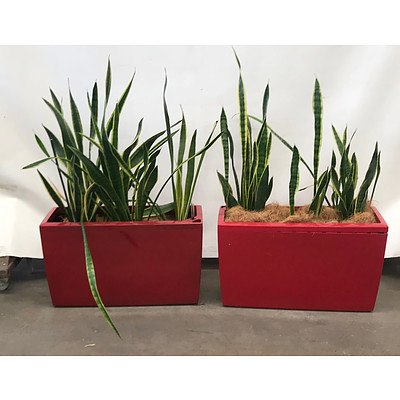 Snake Plant (Sansevieria Species Mother-in-Laws Tongue) in Planter Box - Lot of 2