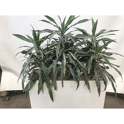 Striped Dracaena (Dracaena Deremensis - Warneckeii) in Planter Box